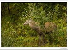 Cerf élaphe