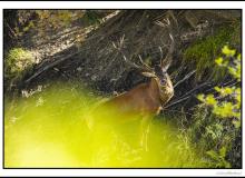 Cerf élaphe