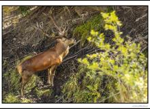 Cerf élaphe