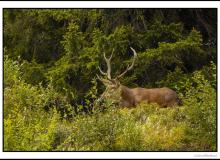 Cerf élaphe