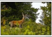 Cerf élaphe