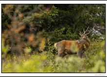 Cerf élaphe