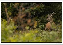 Cerf élaphe