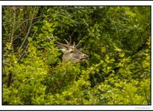 Cerf élaphe