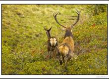 Cerf élaphe
