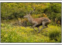 Cerf élaphe