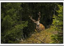 Cerf élaphe