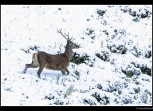 Cerf