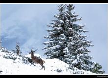 Cerf