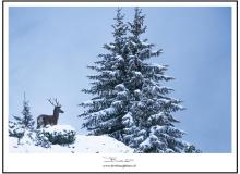 Cerf