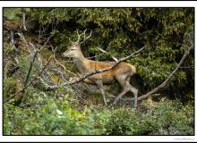 Cerf
