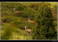 Cerf élaphe