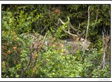 Cerf