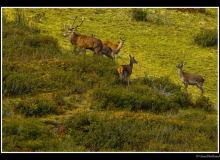 Cerf élaphe