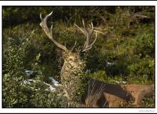 Cerf