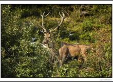 Cerf