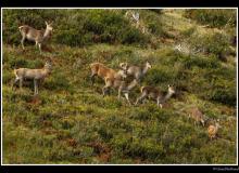 Cerf élaphe