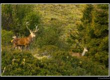 Cerf élaphe