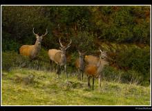 Cerf élaphe