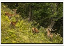 Cerf, biche et faon