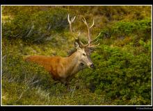 Cerf élaphe