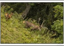 Cerf, biche et faon