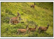 Biche , faon et daguet