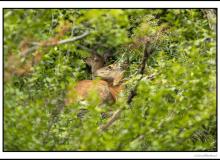 Biche , faon