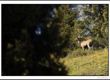 Cerf