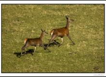 Cerf, biche et faon