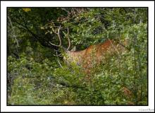 Cerf élaphe