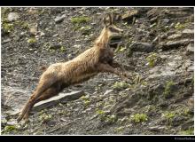 Chamois