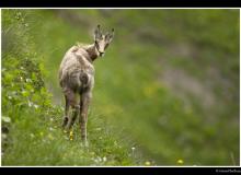 Chamois