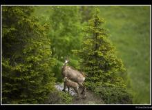 Chamois