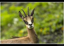 Chamois