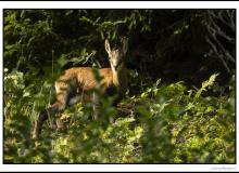 Chamois
