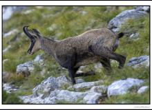 Chamois