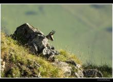 Chamois