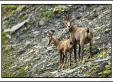 Chamois et chevreau
