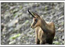 Chamois