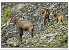 Chamois et chevreau