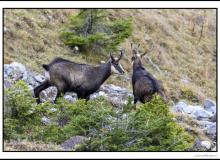 Chamois