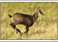 Chamois, mère et chevreau