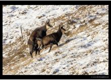 Chamois