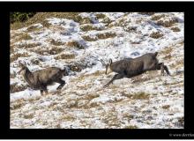 Chamois