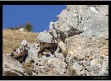 Chamois