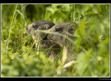 Marmotte
