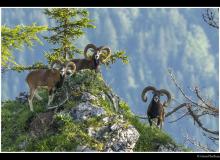 Mouflon