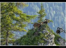 Mouflon