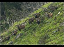 Mouflon